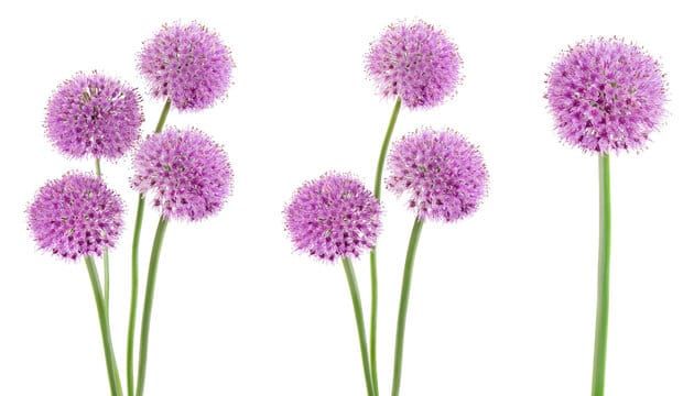 The Story of How Allium Got Its Name
