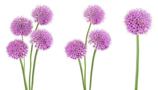 The Story of How Allium Got Its Name