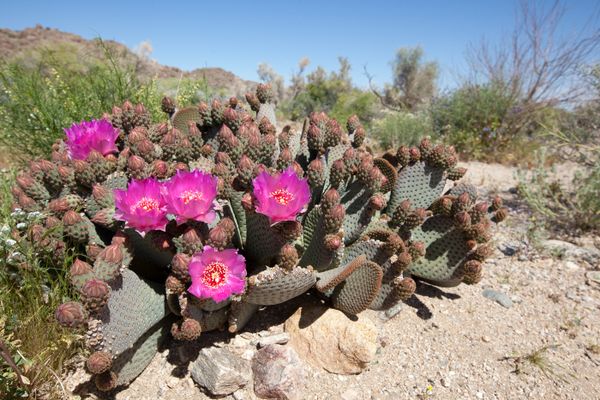 Joshua Tree National Park