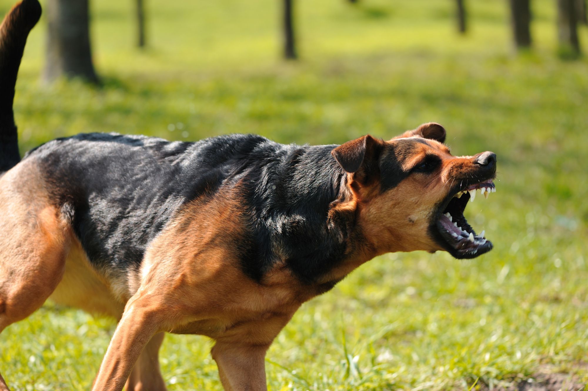 Best Bark Collars