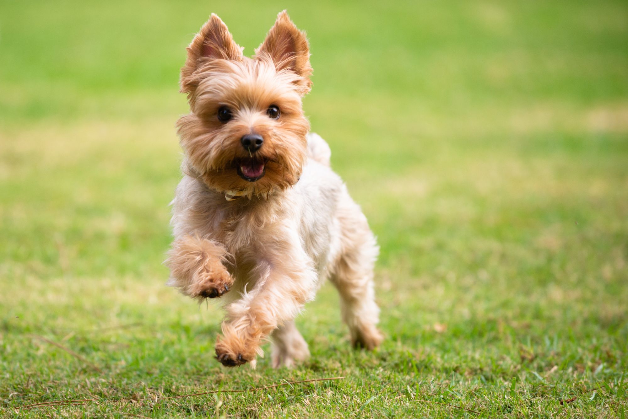 Best Dog Food For Yorkies
