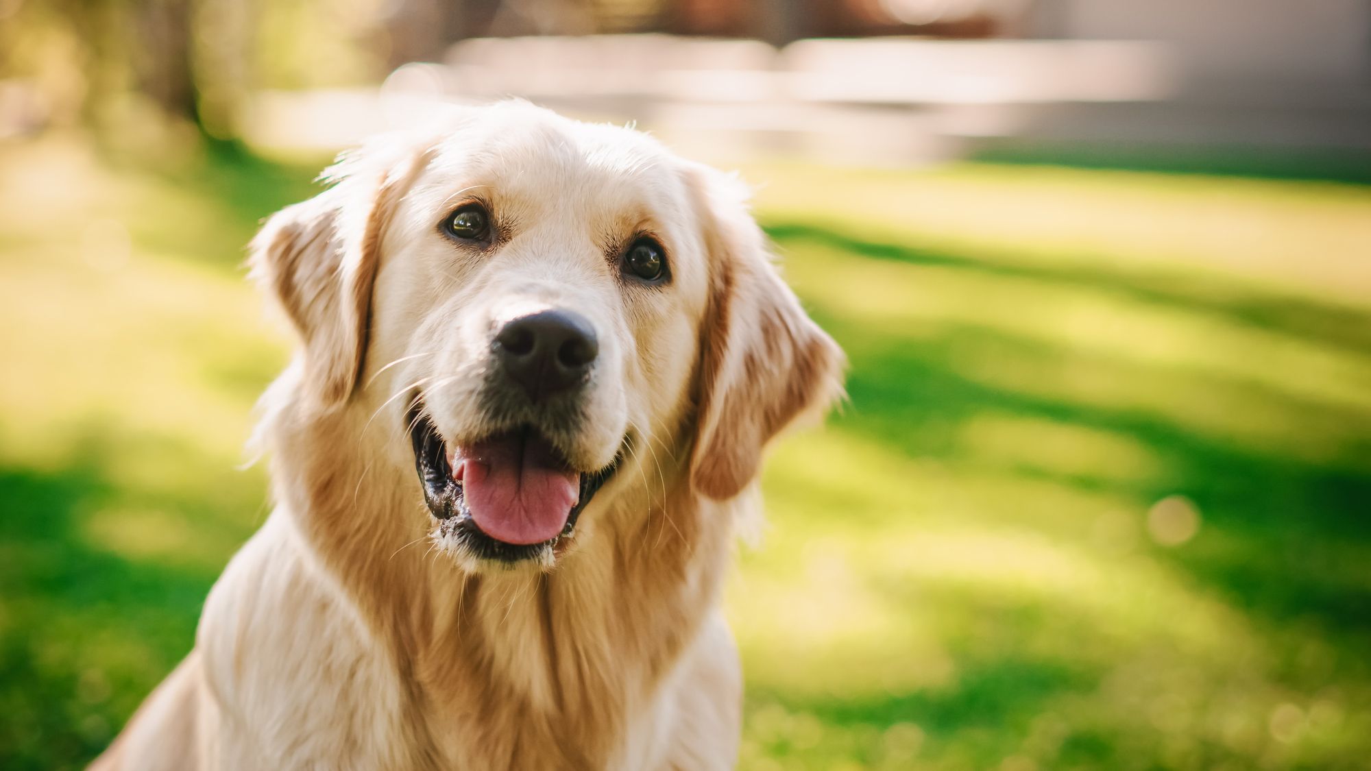 Best Dog Food For Golden Retrievers
