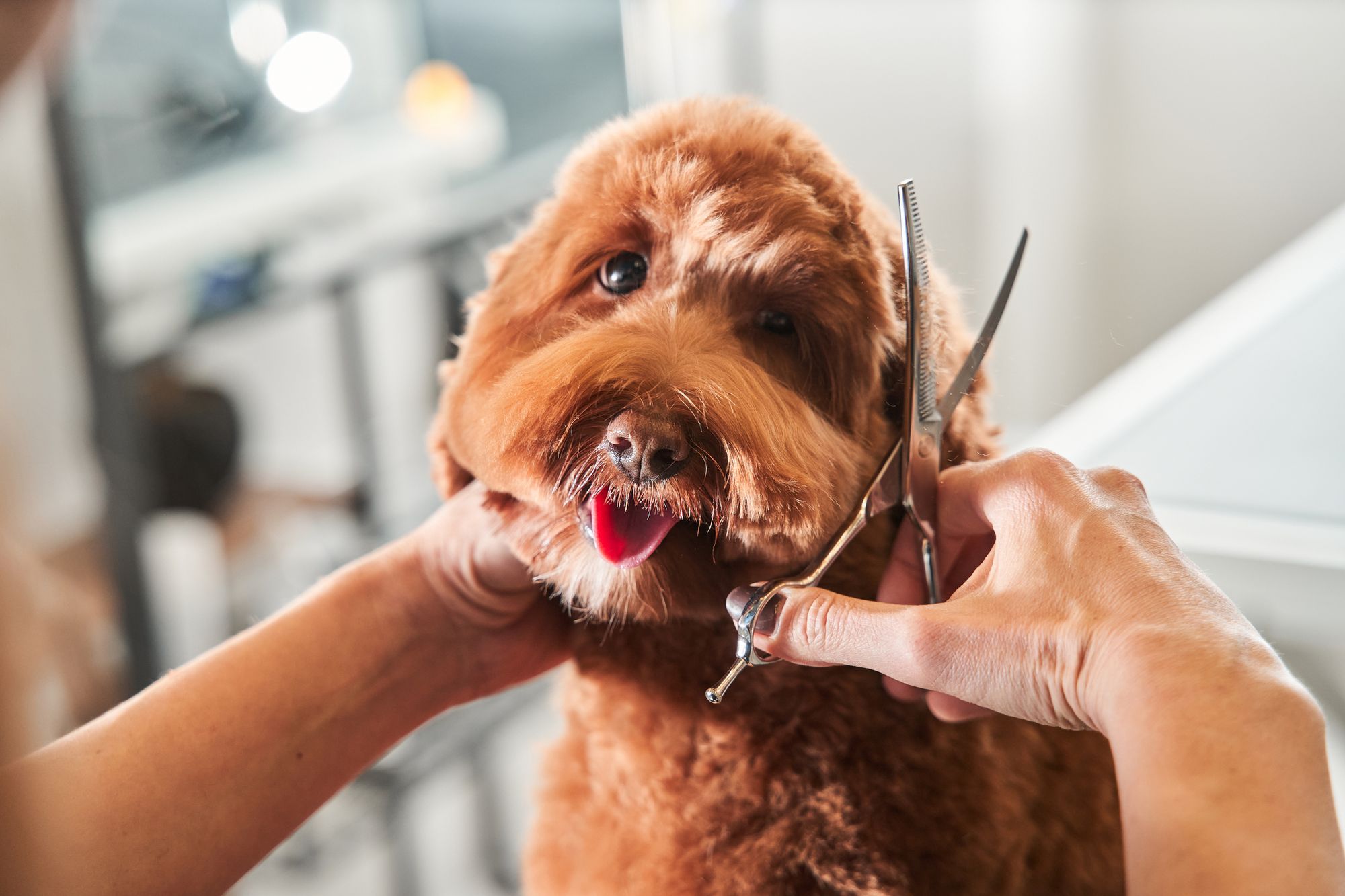 Best Dog Grooming Clippers