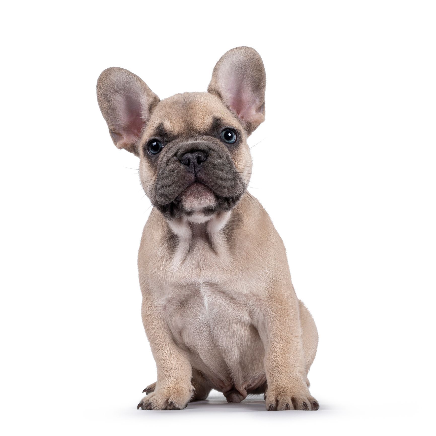 Best Dog Food For French Bulldogs