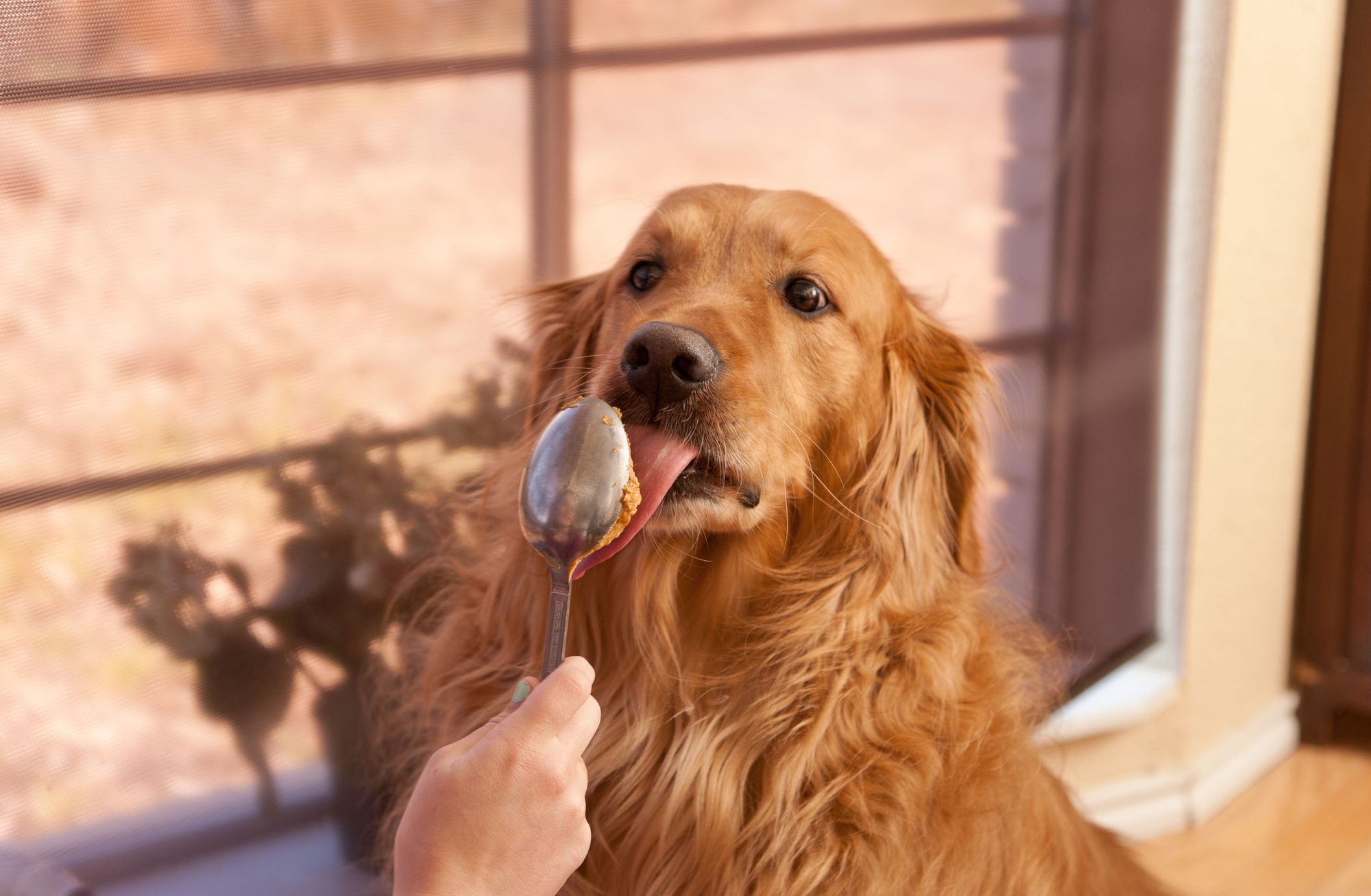 Best Peanut Butter For Dogs