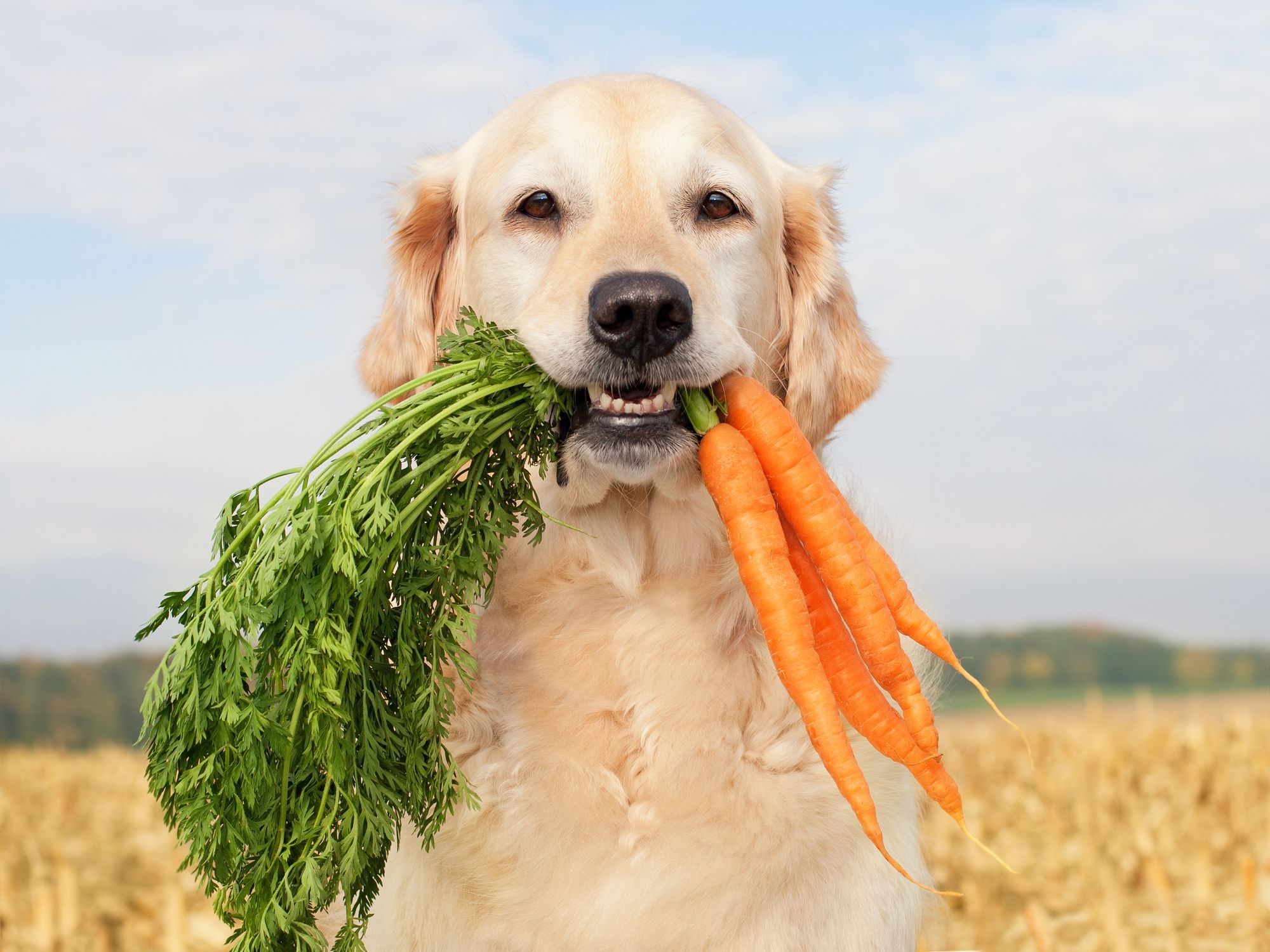 Best Dog Food For Diabetes