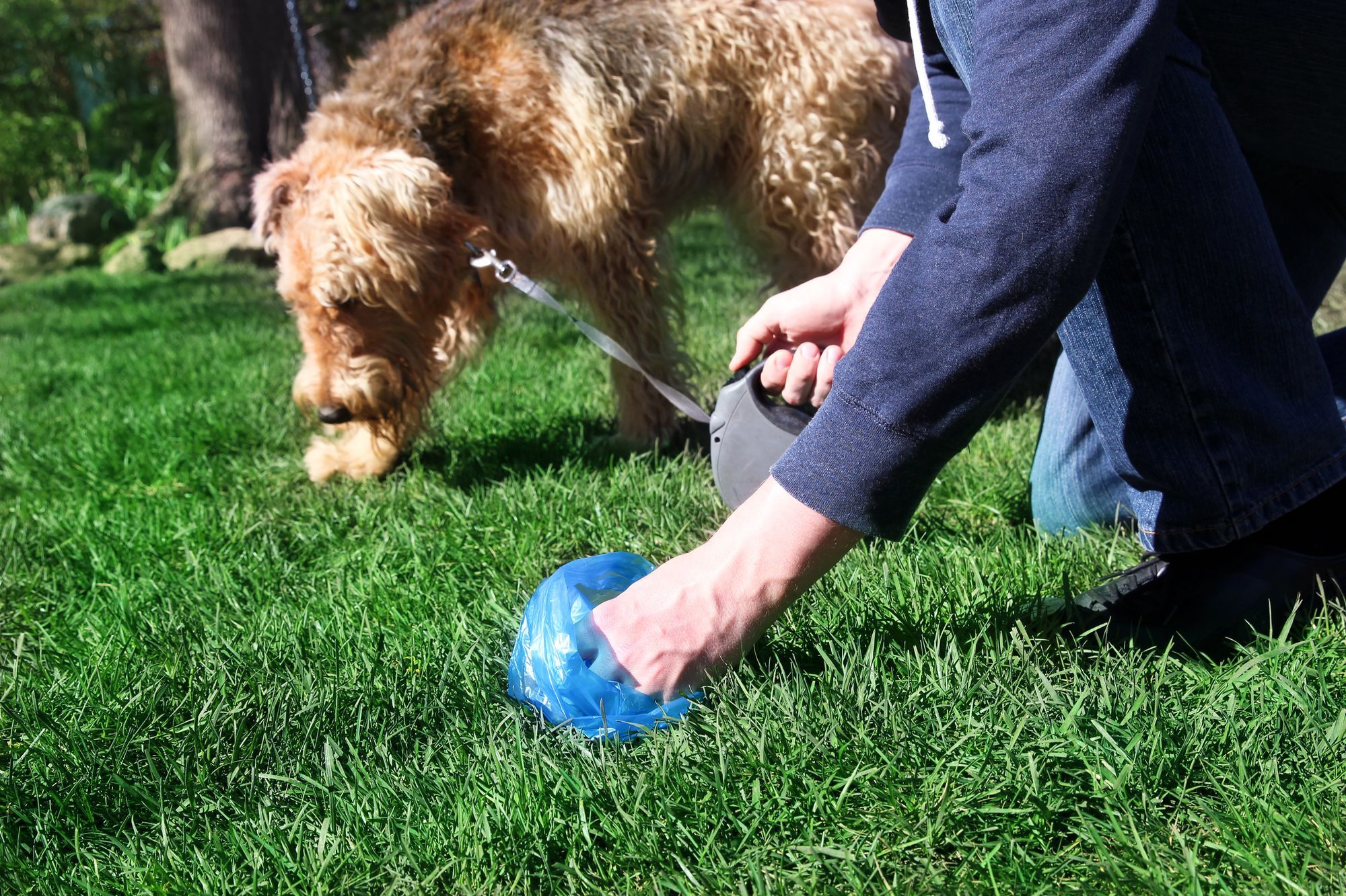 Best Dog Poop Bags