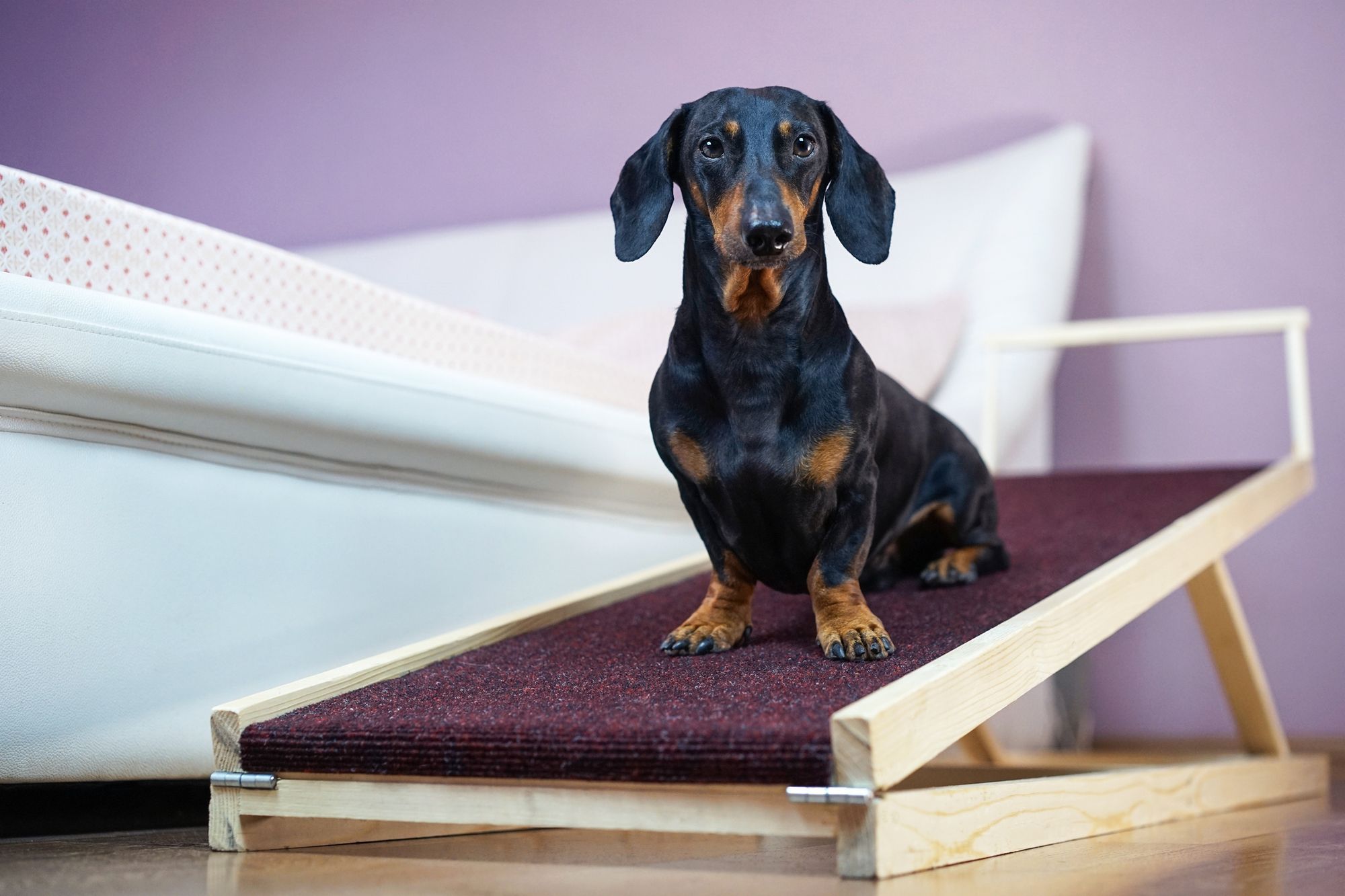 Best Dog Ramps