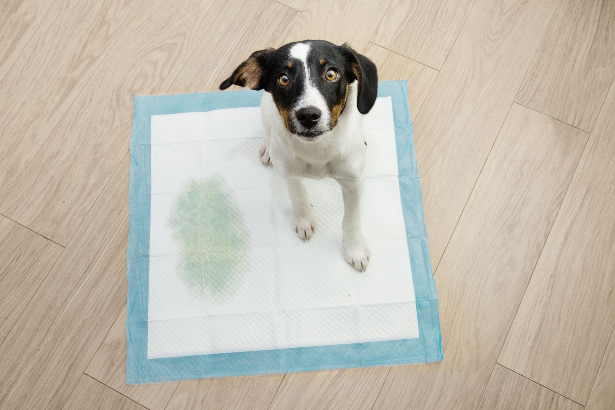 Best Dog Pee Pads
