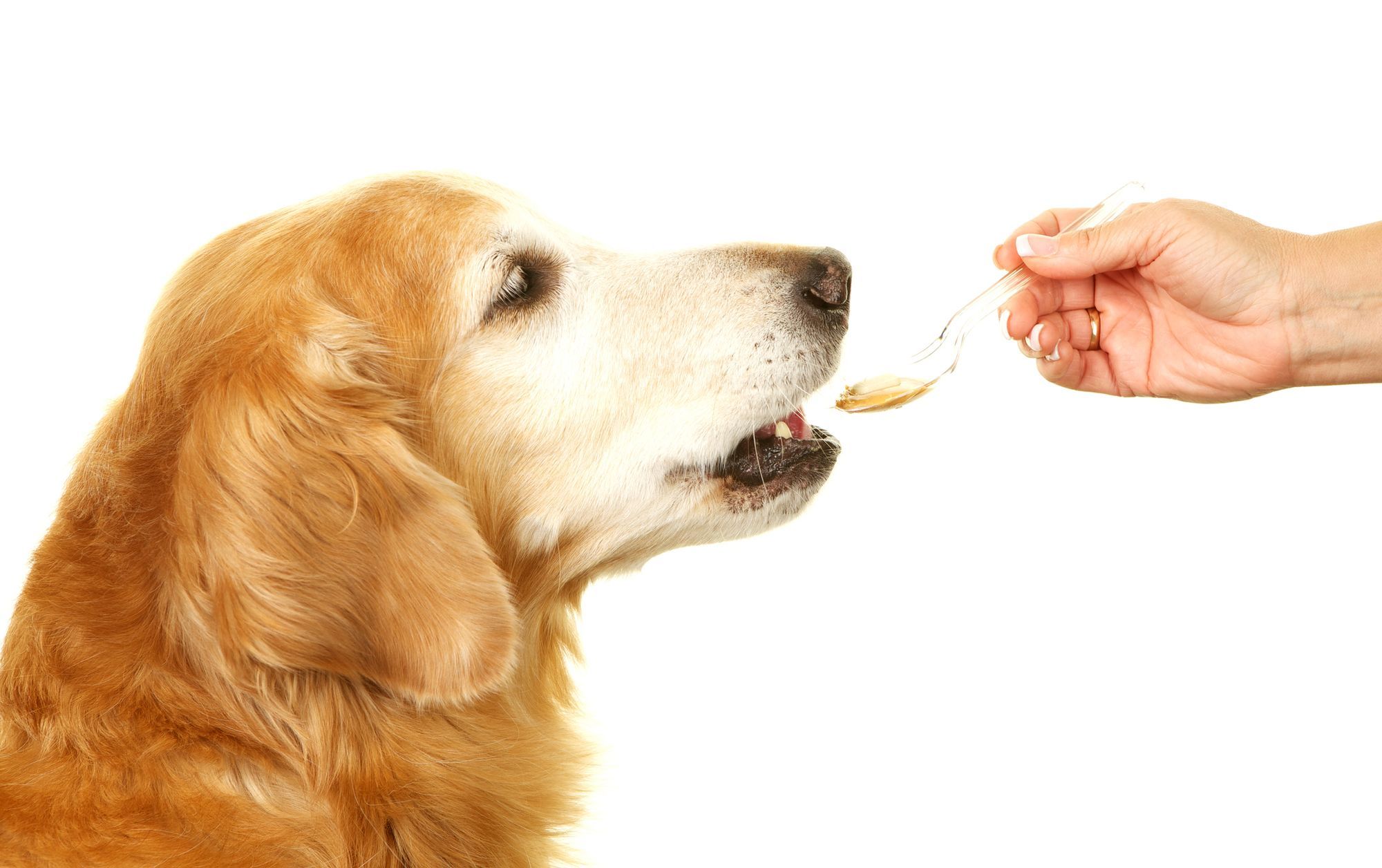 Best Fish Oil Supplements For Dogs