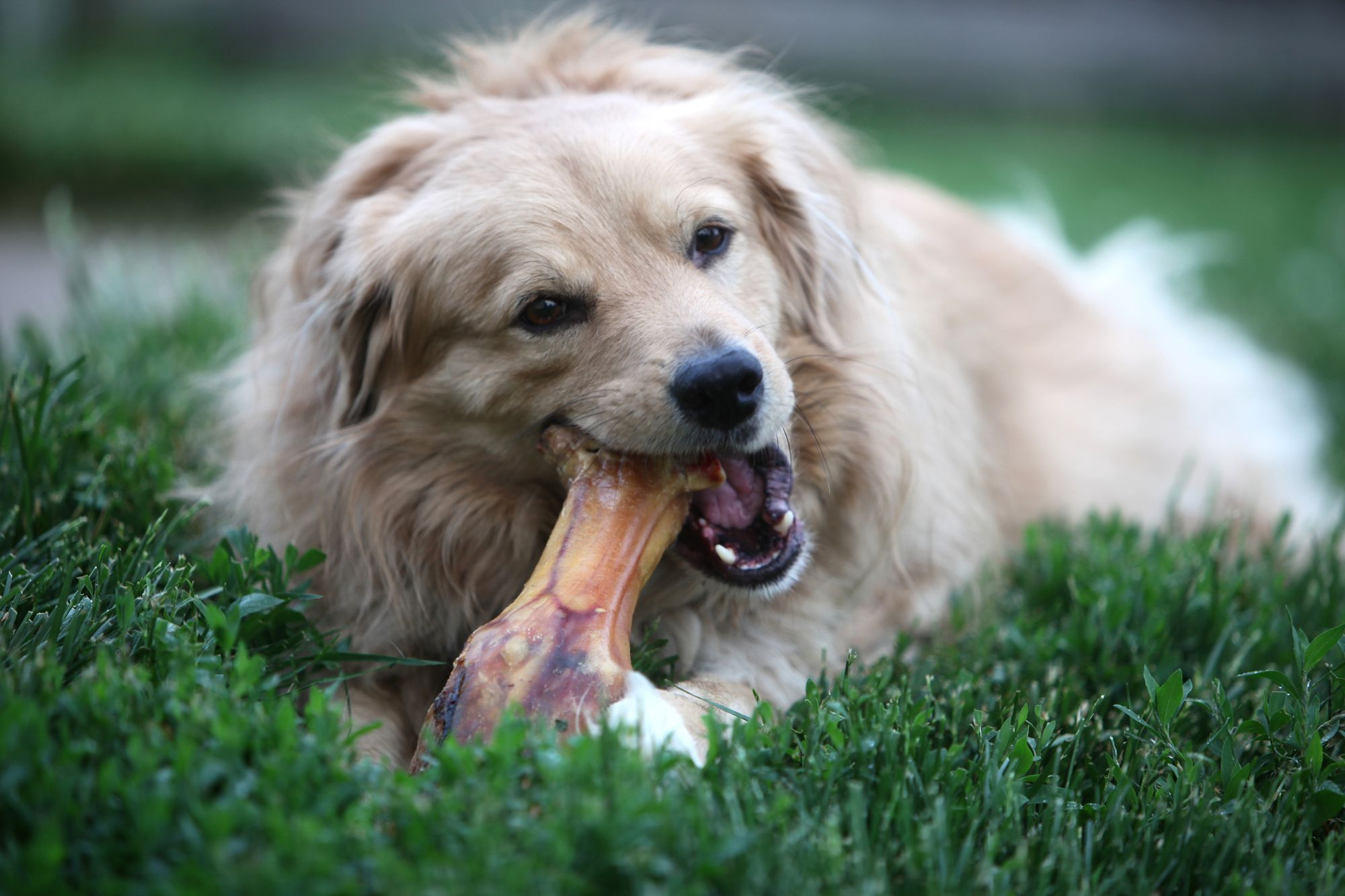 Best Bones For Dogs