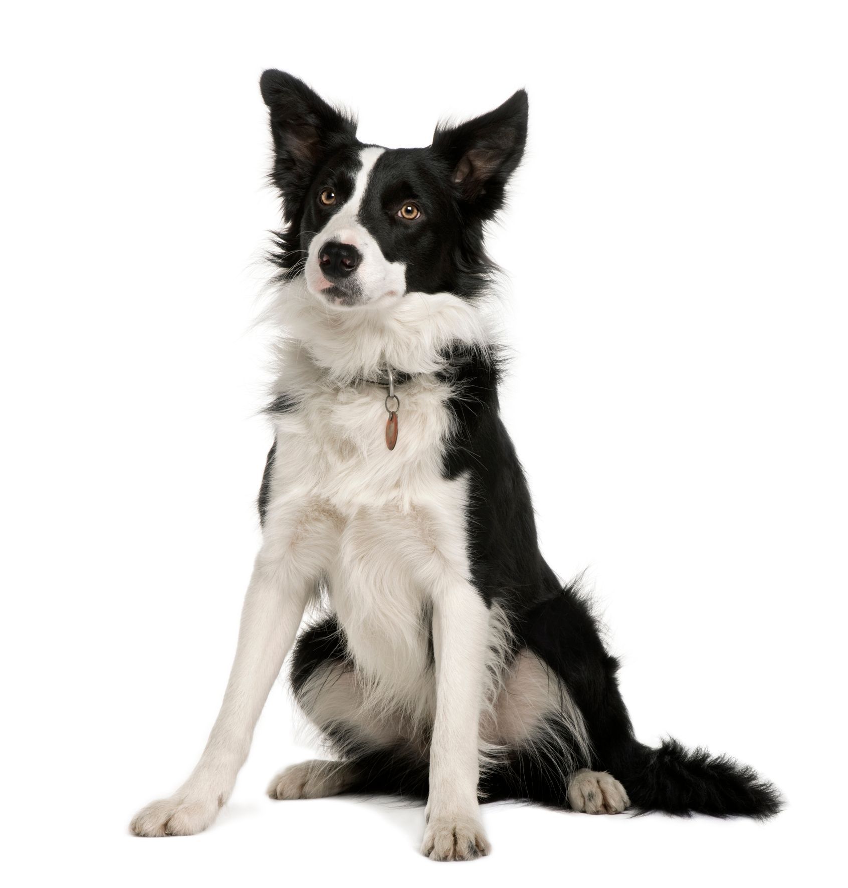 Best Dog Training Collars