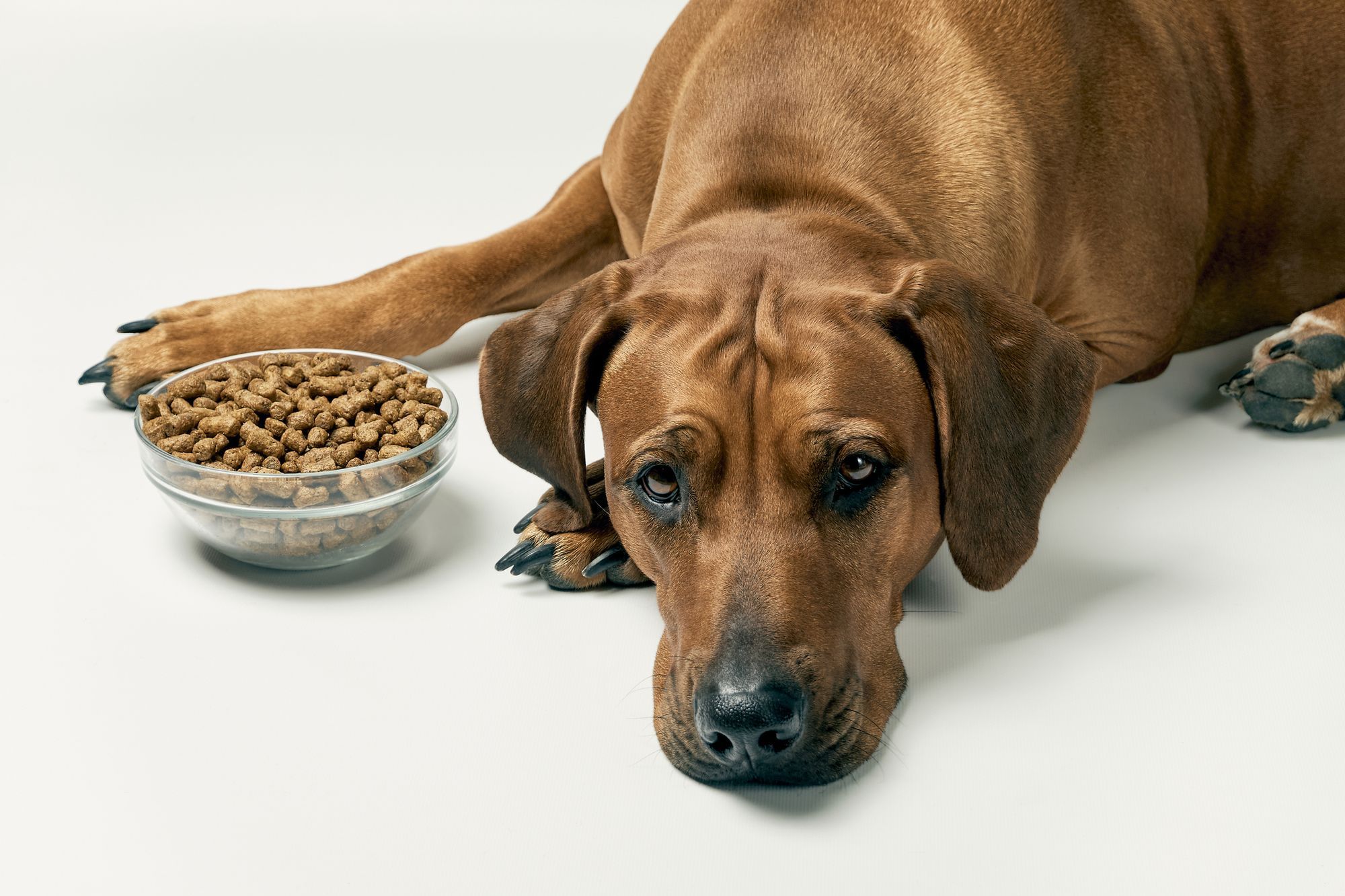 Best Dog Food For Pancreatitis