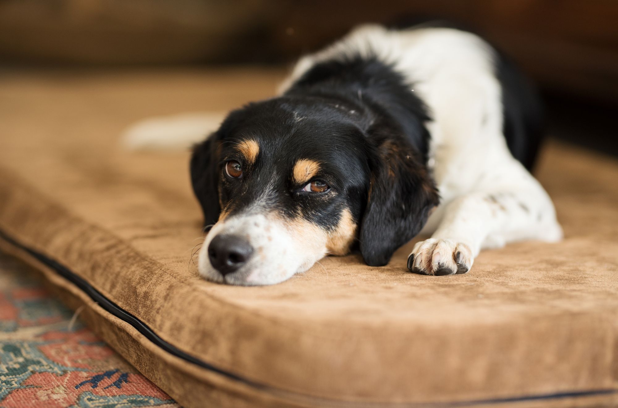 Best Dog Food For Kidney Disease