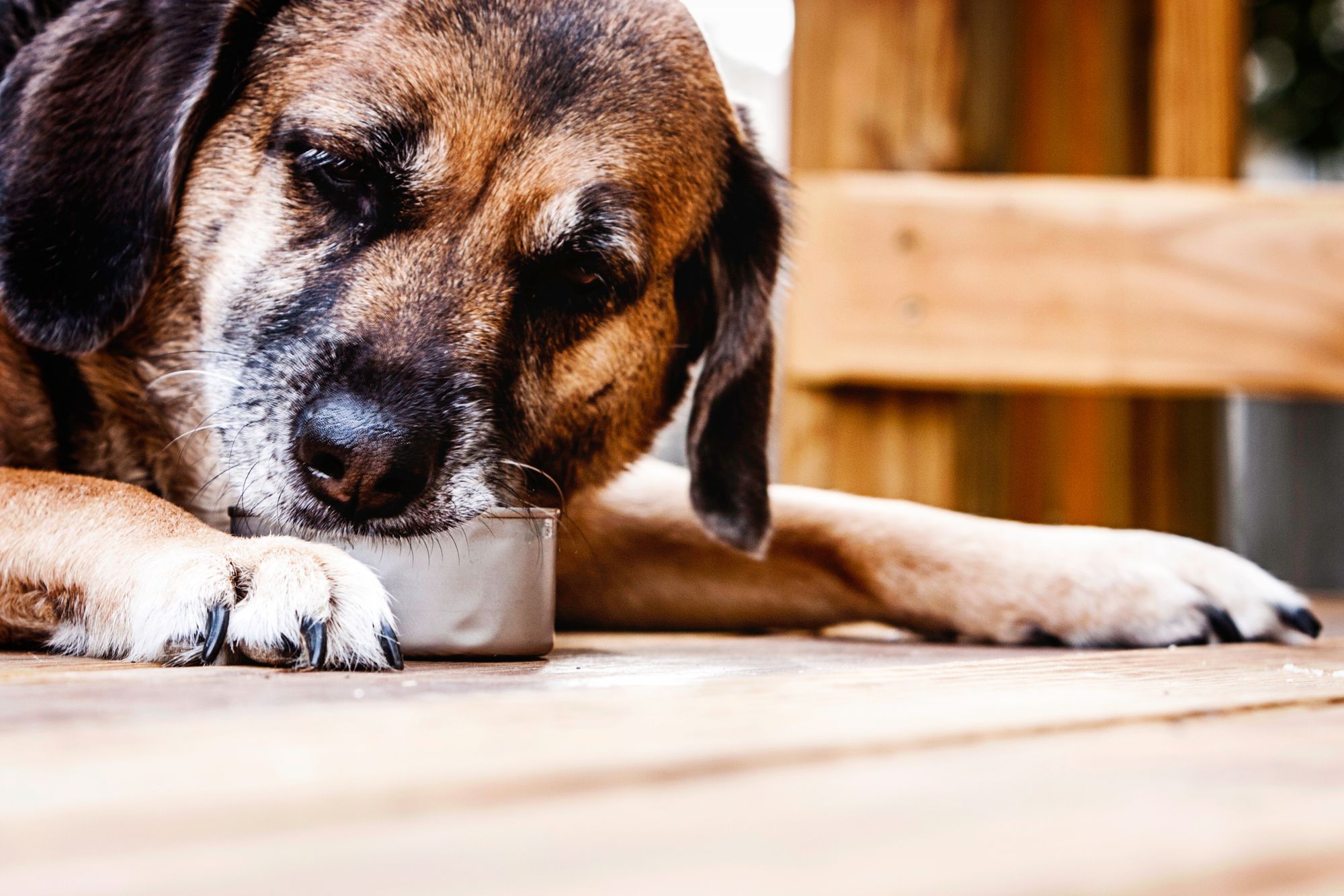 Best Canned Dog Food