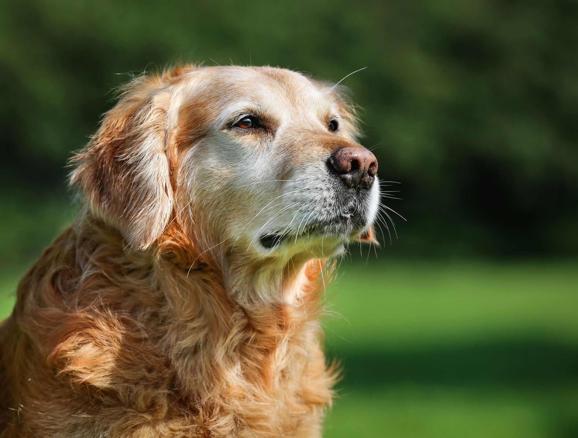 Best Senior Dog Food