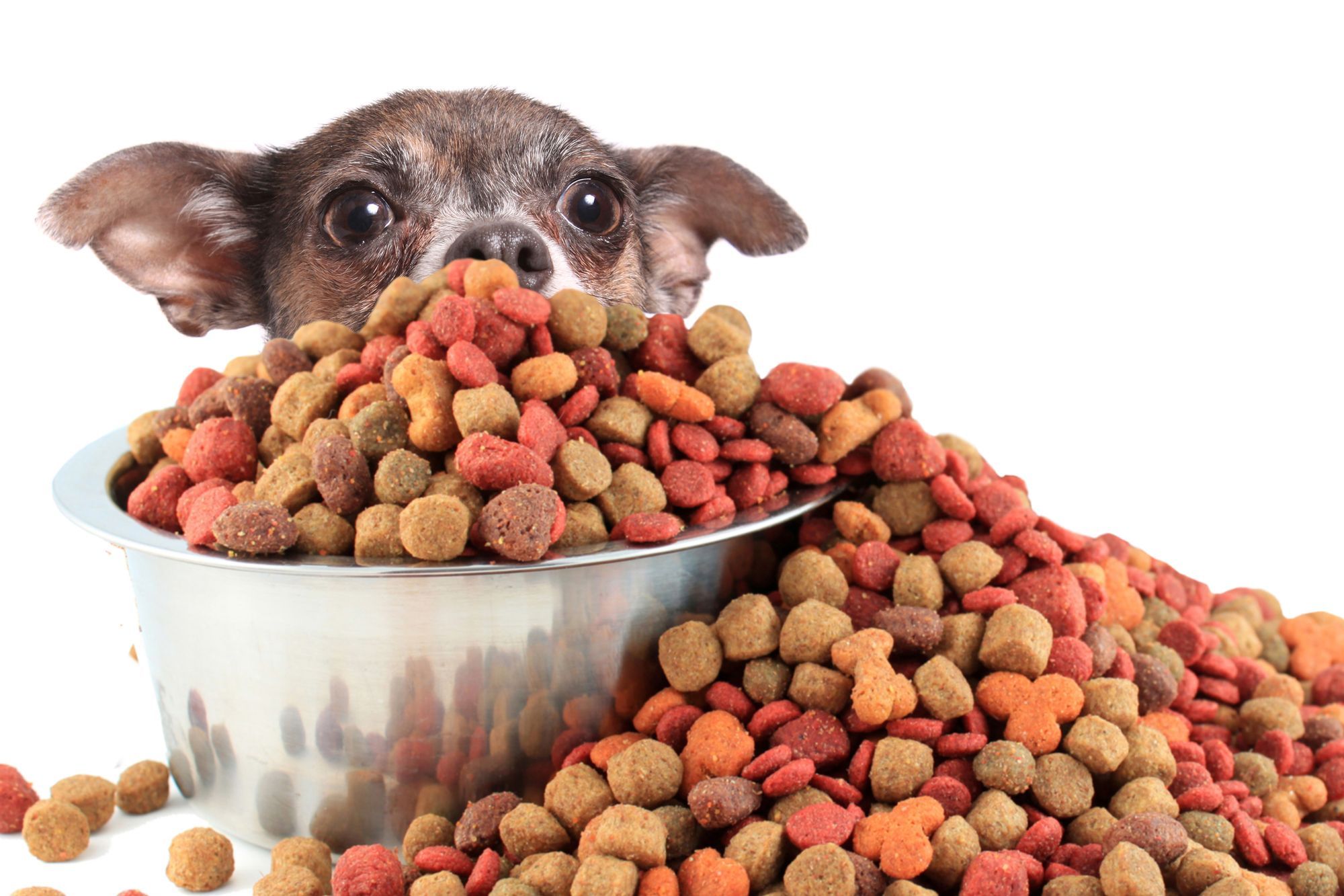 Best Freeze Dried Dog Food
