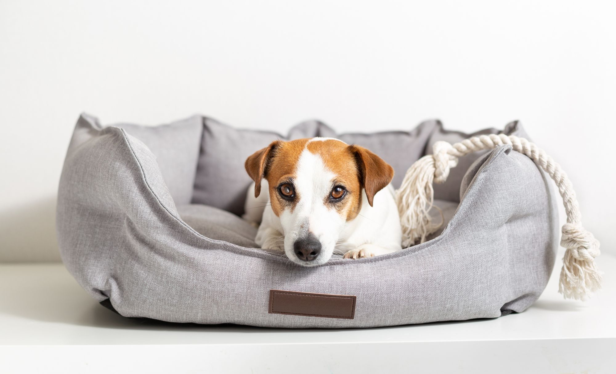 Best Waterproof Dog Bed