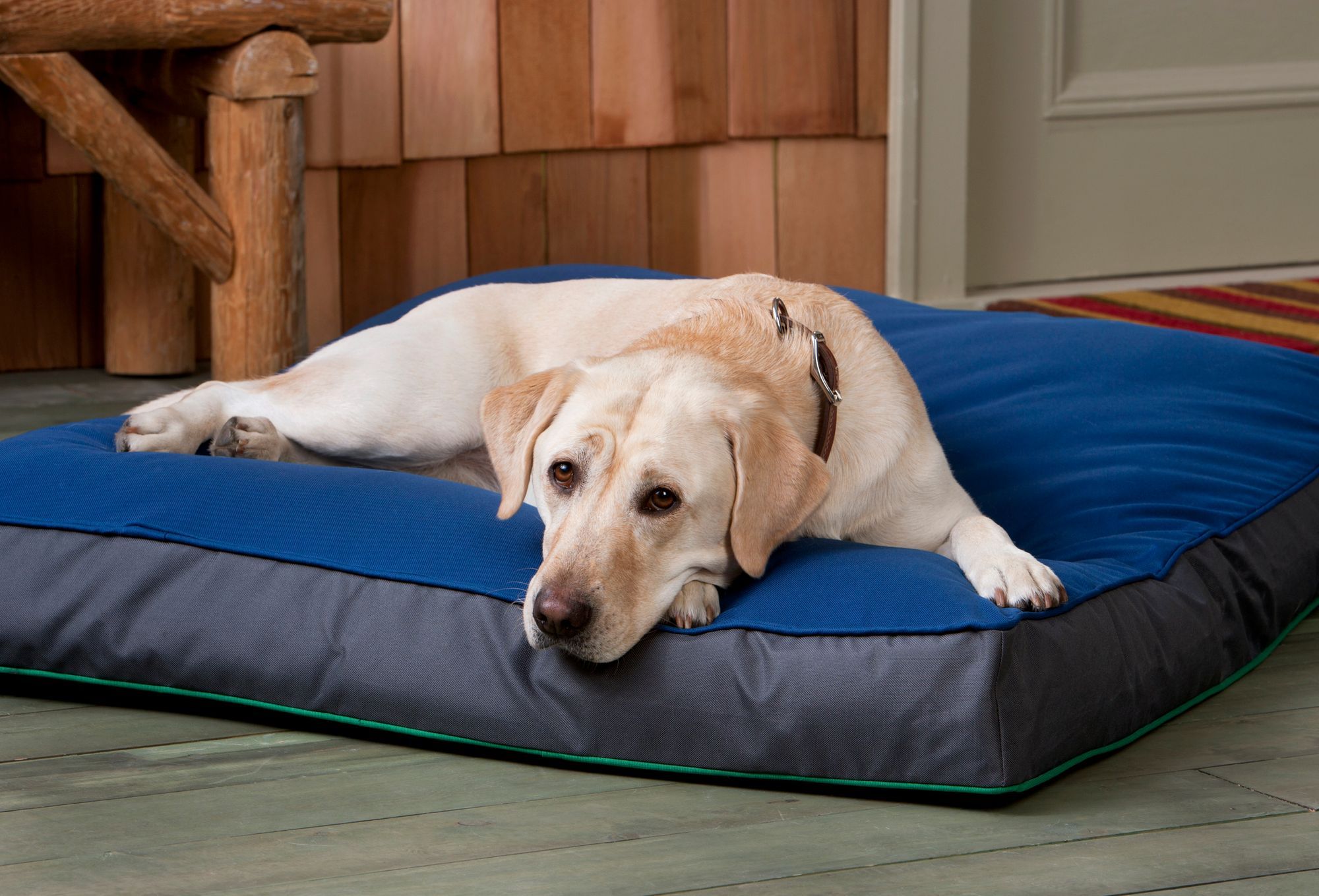 Best Orthopedic Dog Bed
