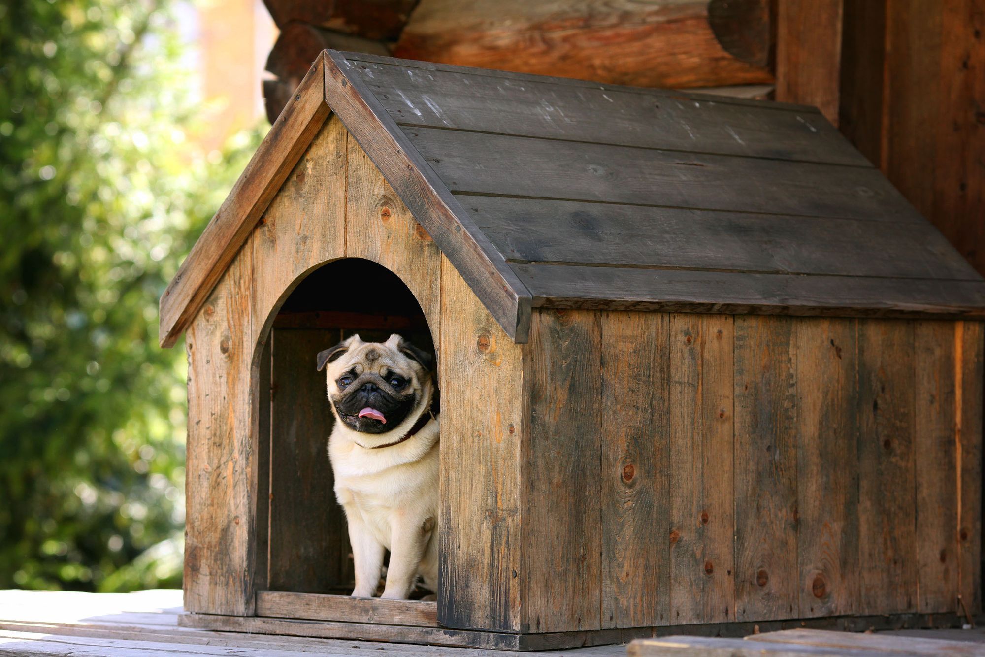 Best Dog Houses