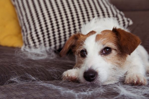 The Best Dog Food for Shedding