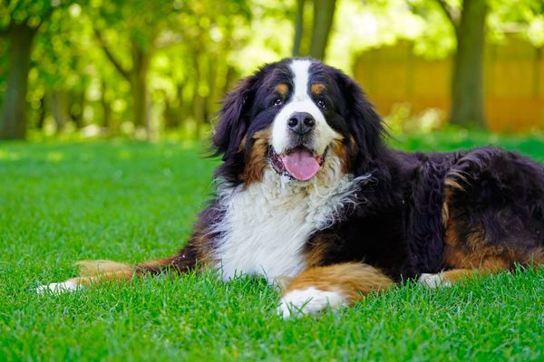 The 5 Best Dog Food For Large Dogs