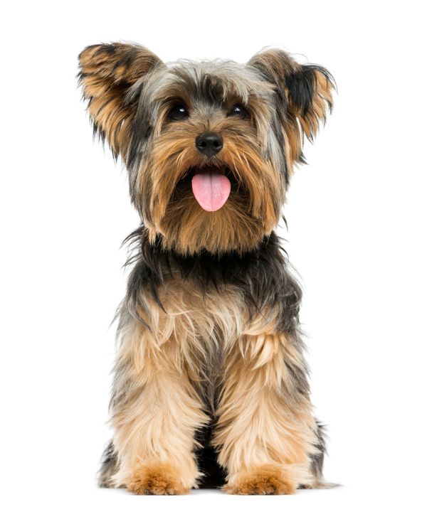 The 5 Best Dog Food For Small Dogs