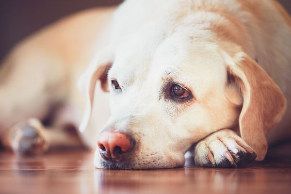 The 5 Best Dewormers For Dogs