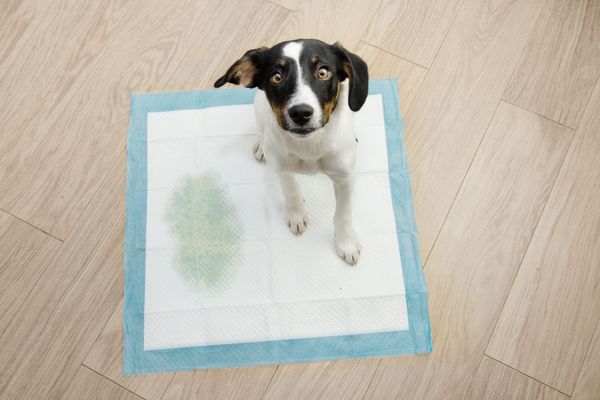 The Best Dog Pee Pads