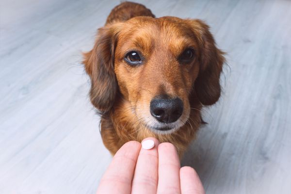 Best Joint Supplements For Dogs: Top 5 Products Most Recommended By Vets