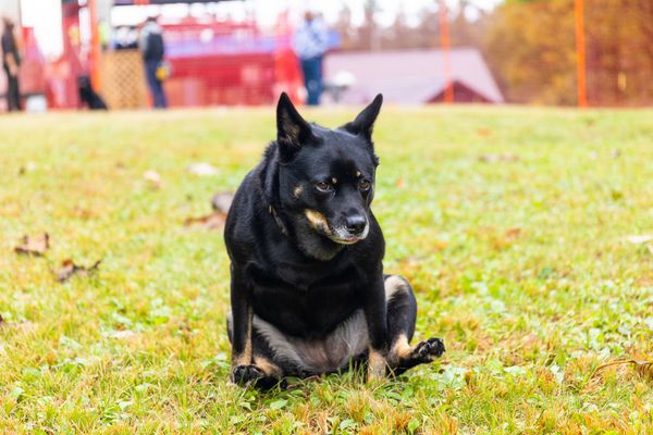 The Best Anal Gland For Dogs