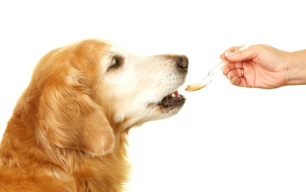 Boost Your Dog's Health With These 5 Best Fish Oil Supplements