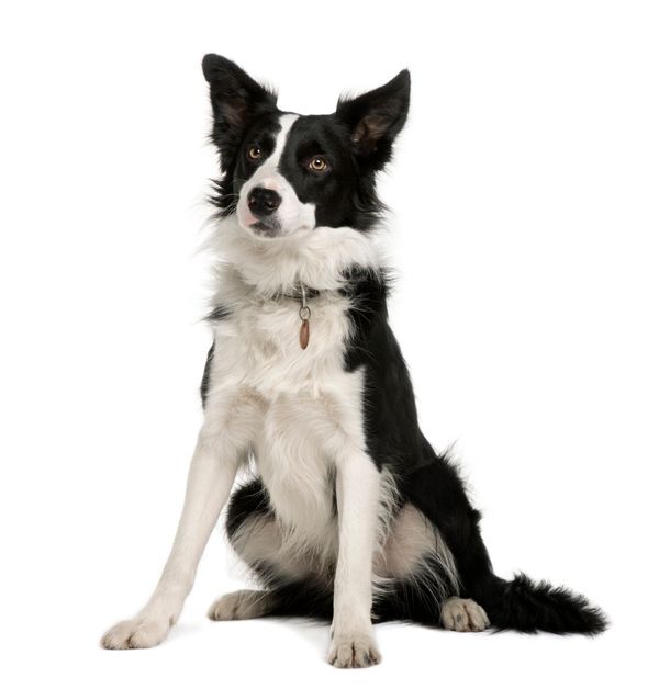 The Best Training Collar For Stubborn Dogs: A Comprehensive Review