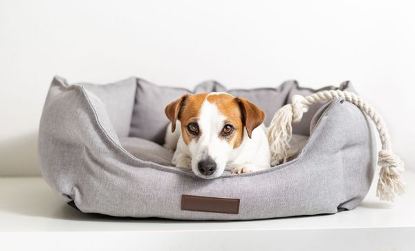 The 5 Best Waterproof Dog Beds