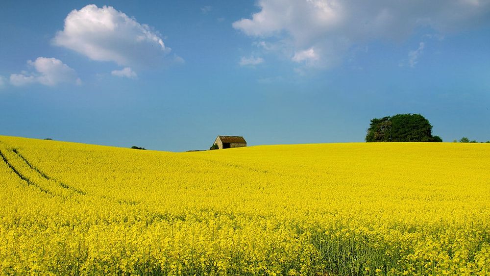 Yellow rapeseed (canola) field in bloom — photo for the seed-oil-free guide: The Hateful Eight Seed Oils