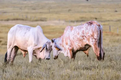 Best Beef Tallow Brand 2026: Fatworks vs Epic vs Ancestral Supplements Compared