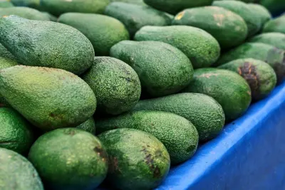 Grow Avocado — The MAHA Kitchen Garden Guide From Pit to First Fruit