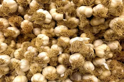 How to Grow Garlic at Home — Bumper Harvest Every Time