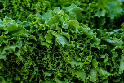 How to Grow Lettuce and Salad Greens Year Round
