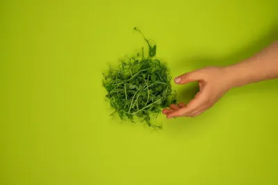 How to Grow Microgreens at Home — Harvest in 7 to 14 Days