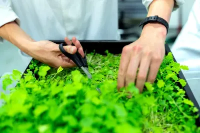 Grow Microgreens — The MAHA Kitchen Garden Guide to Growing Microgreens at Home