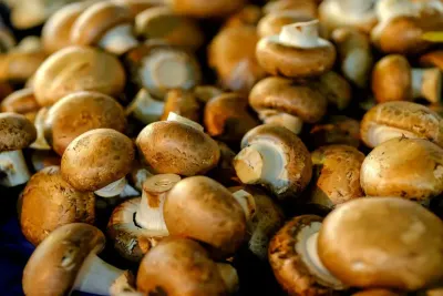 Grow Mushrooms — The MAHA Kitchen Garden Guide to Growing Mushrooms at Home