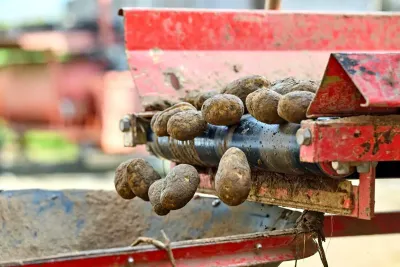 How to Grow Potatoes at Home — Bumper Crops in Small Spaces