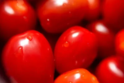 Grow Tomatoes Upside Down and in 5-Gallon Buckets — The MAHA Kitchen Garden Guide