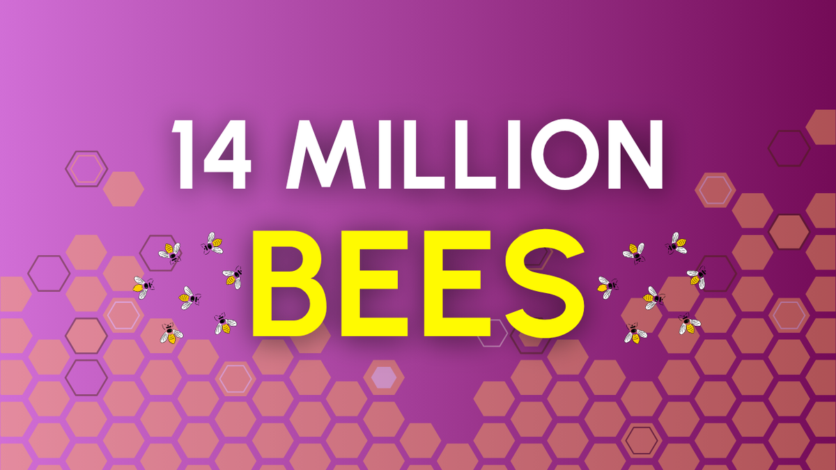 Millions of Bees