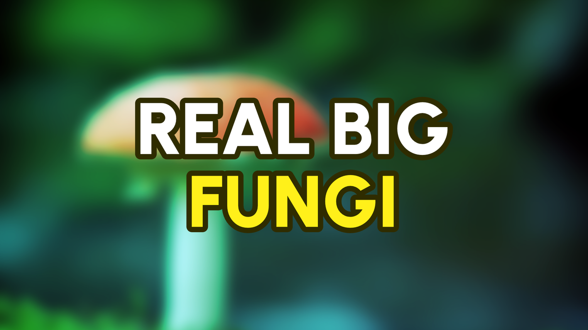 Real Big Fungi