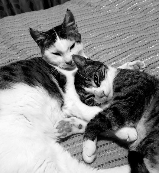 Numpty cats, wasted effort