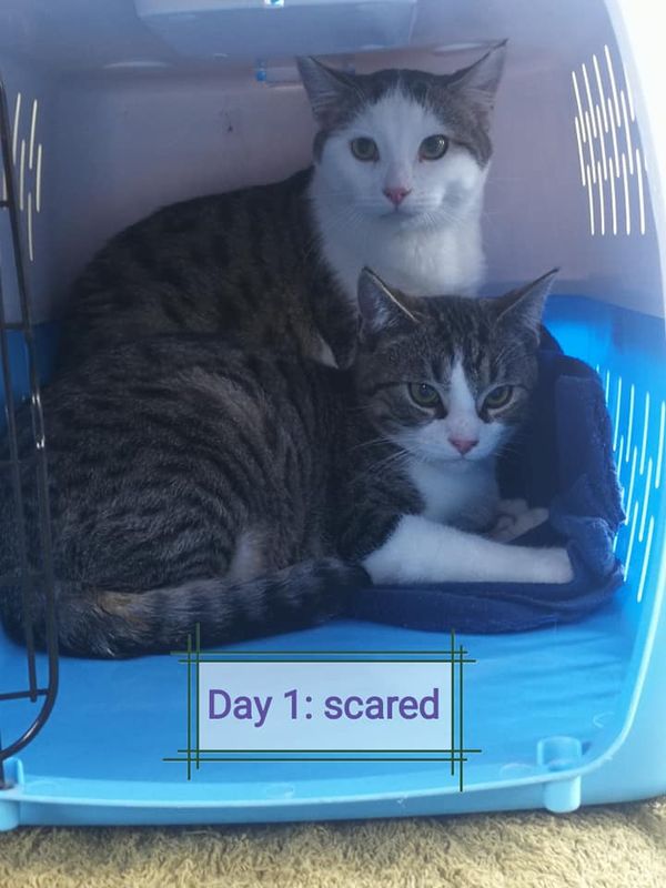 Update: my cats are dicks