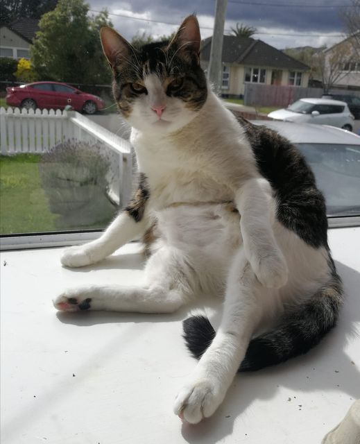 Crackers, our late family cat