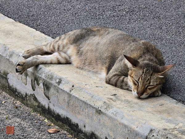 Кот Шуньяты / Смотрящий по Люмпини